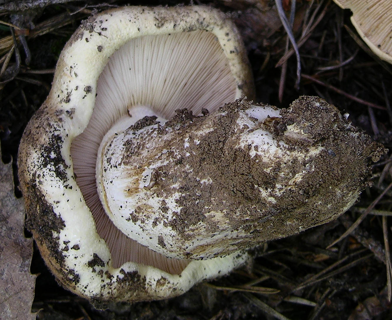 Prima volta per....Tricholoma acerbum?